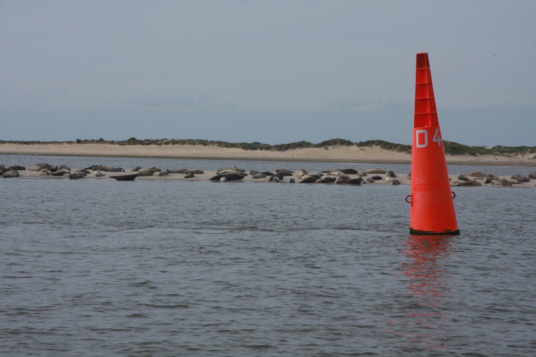 RIB – zeehonden spotten van Waddenribtochten in Eemshaven