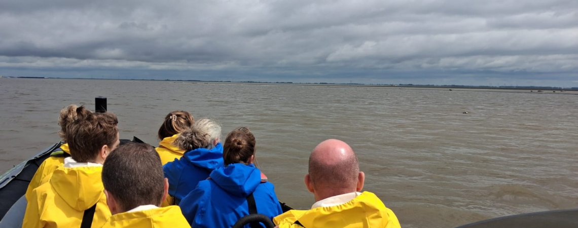 Zeehonden spotten op de waddenzee