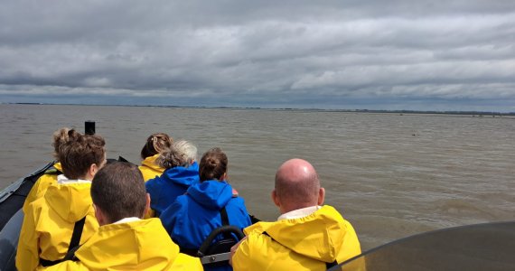 Zeehonden spotten op de waddenzee
