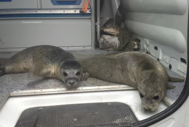 Huilers vrijlaten - Waddenzee zeehonden vrijlaten Waddenribtochten tenderservice