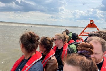 zeehonden - zon - strand